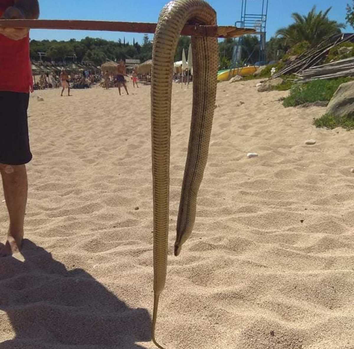 Θεσπρωτία: Η θάλασσα ξέβρασε αυτό το φίδι! Αναστάτωση σε παραλία στα Σύβοτα (Φωτό)
