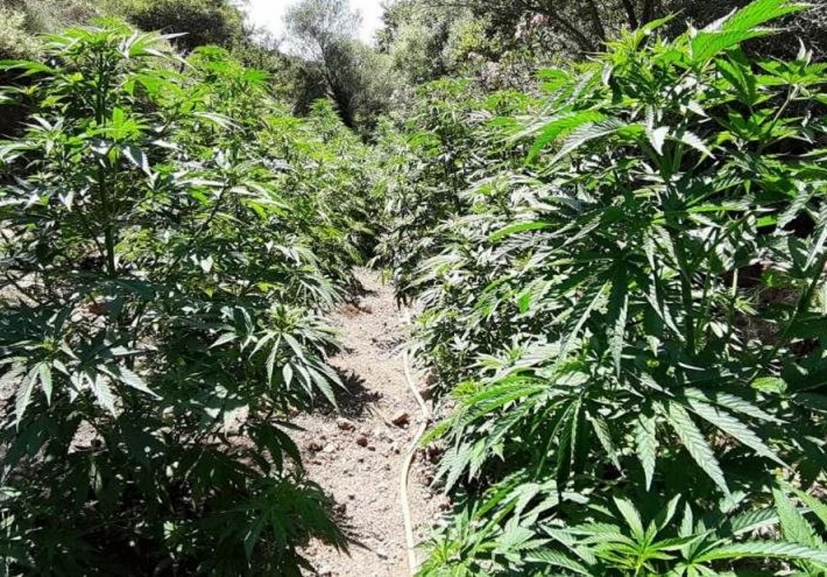 Κρήτη: Βρήκαν τον καλλιεργητή της χασισοφυτείας ένα χρόνο μετά