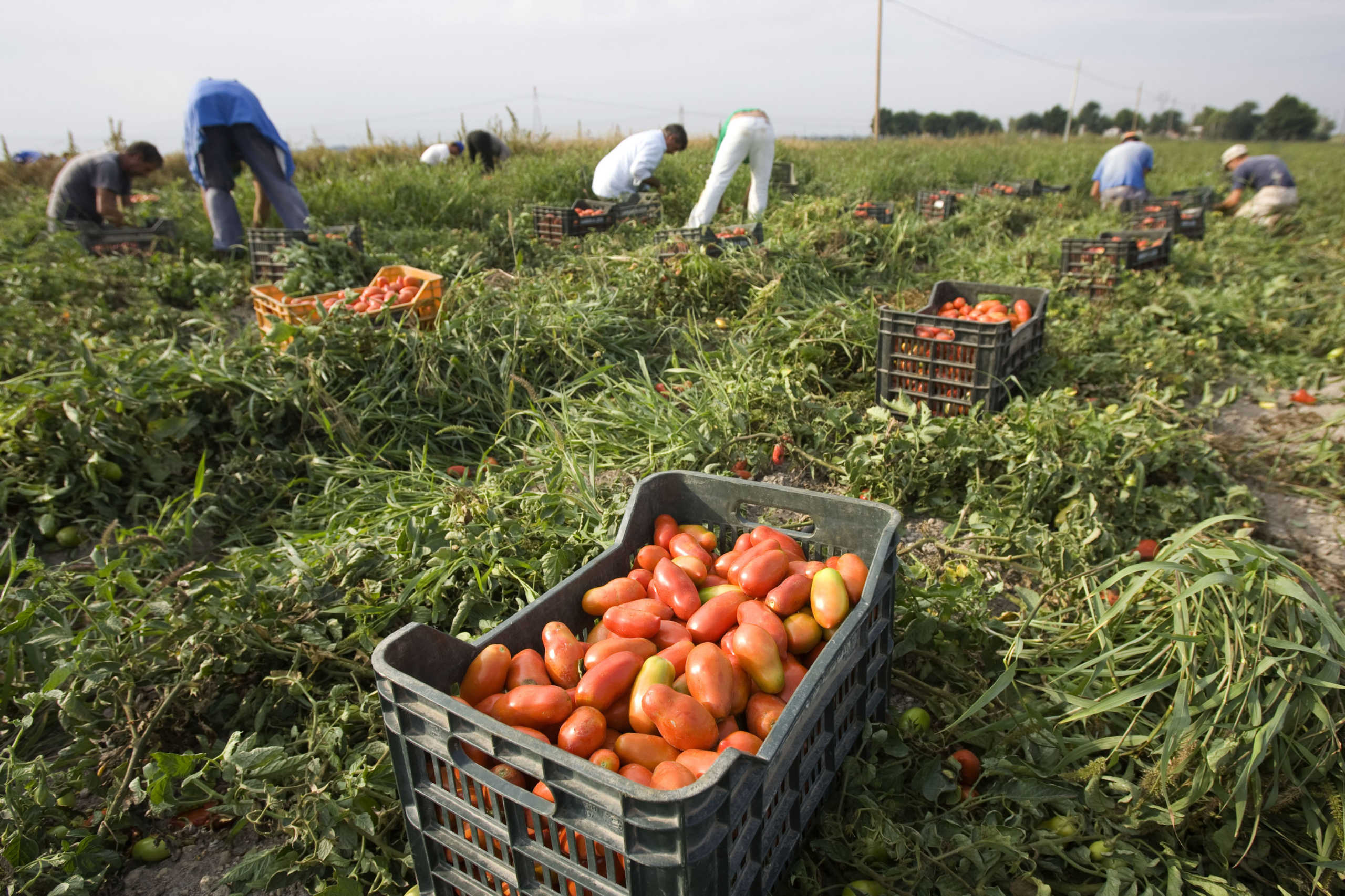Farm workers pick tomatoes in the countryside near the town of Foggia, southern Italy, September 24, 2009. Every year thousands of immigrants, many of them from Africa, flock to the fields and orchards of southern Italy to eke out a living as seasonal workers picking grapes, olives, tomatoes and oranges. Broadly tolerated by authorities because of their role in the economy, they endure long hours of backbreaking work for as little as 15-20 euros ($22-$29) a day and live in squalid makeshift camps without running water or electricity. Picture taken September 24, 2009. REUTERS