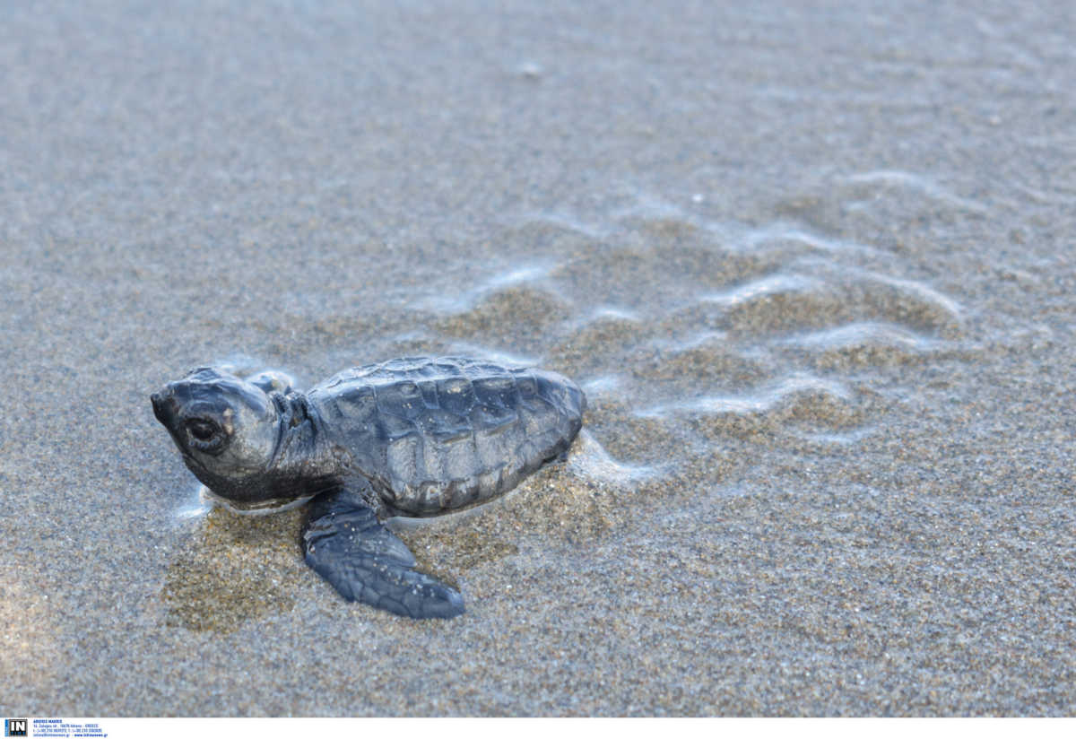 2020: Το έτος της… θαλάσσιας χελώνας!Ρεκόρ φωλιών στην Ελλάδα
