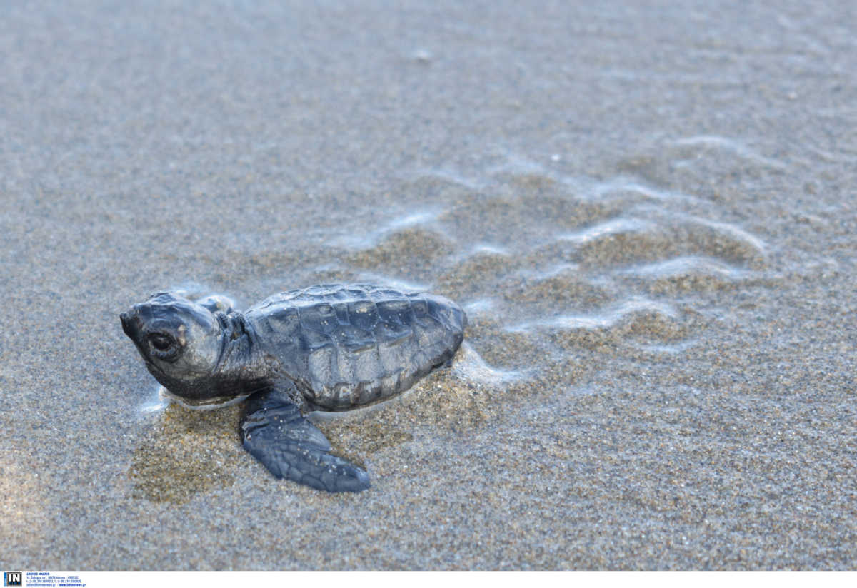 Caretta – caretta: Μπορεί να ωοτοκεί για τουλάχιστον 33 χρόνια