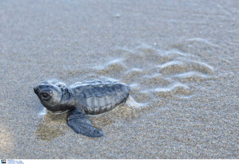 Θεσσαλονίκη: Νεκρή χελώνα καρέτα καρέτα σε παραλία της Επανομής
