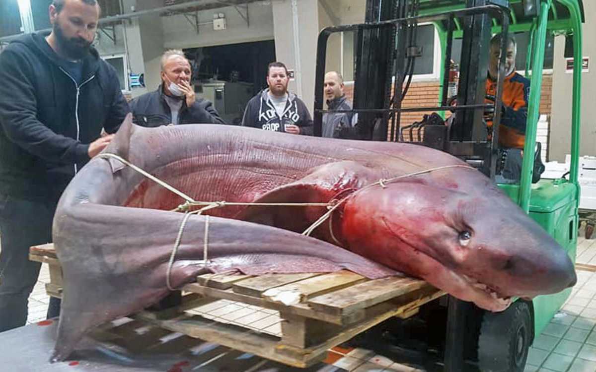 Καβάλα: Σήκωσαν τα δίχτυα και έπαθαν πλάκα! Η ζυγαριά σταμάτησε στα 330 κιλά (Φωτό)