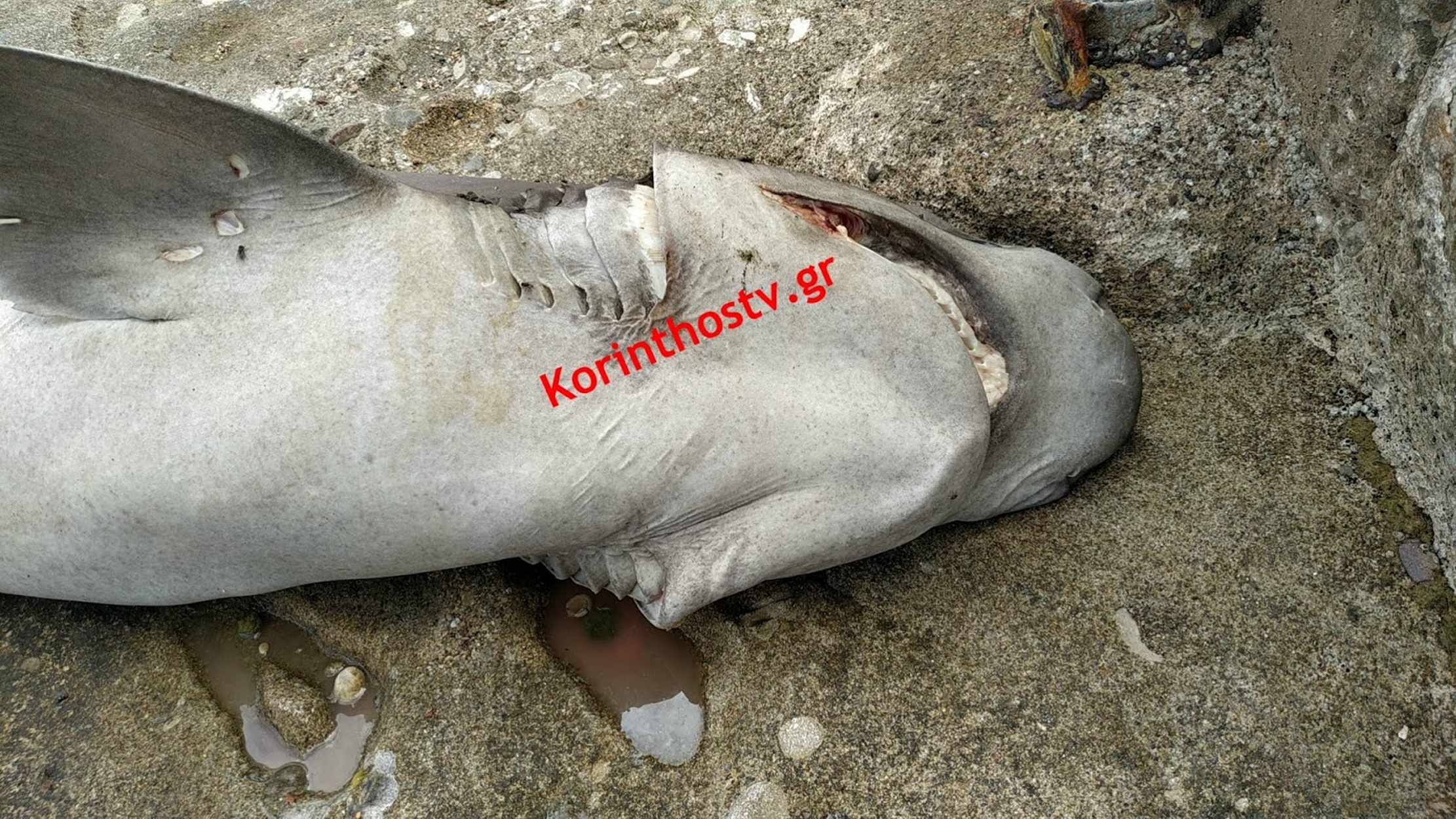 Κόρινθος: Καρχαρίας στη… στεριά – Ξεβράστηκε στην Ποσειδωνία (pics, video)