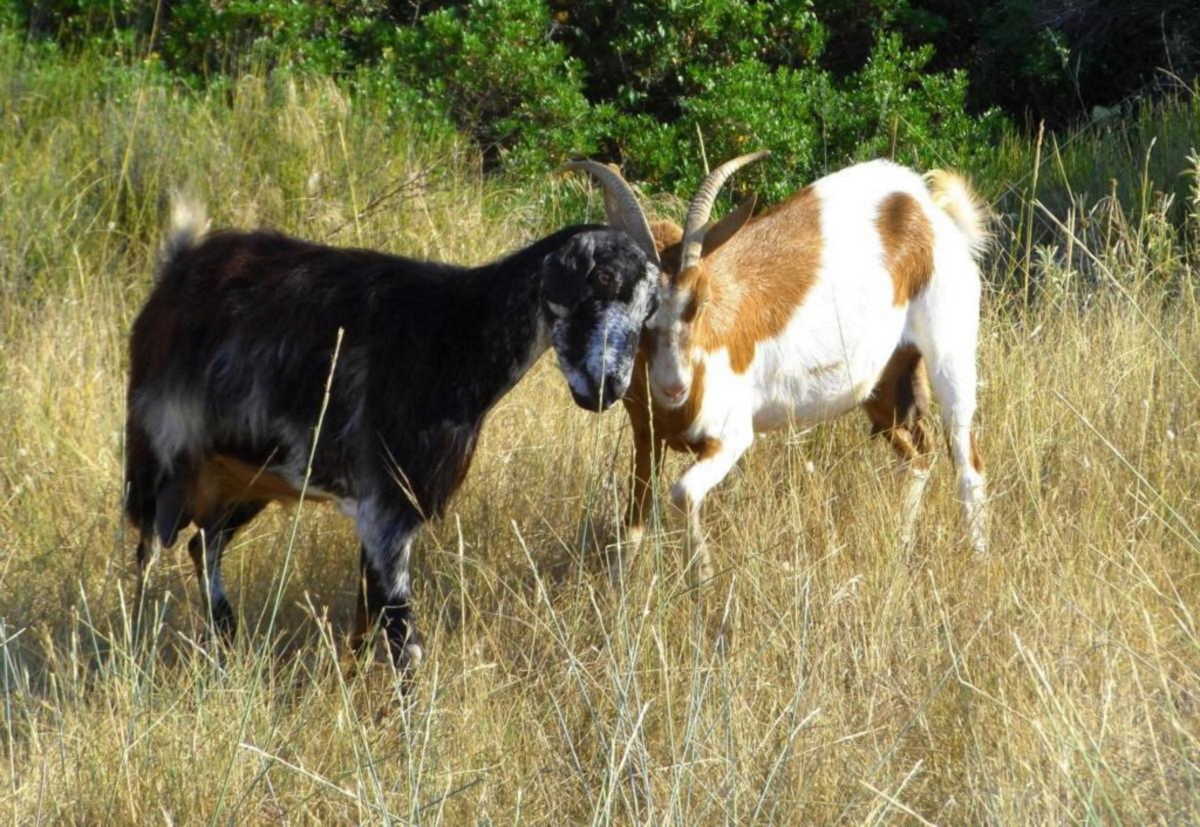 Ποιό Τζόκερ; Εκκλησία στην Ευκαρπία κληρώνει δύο κατσίκια