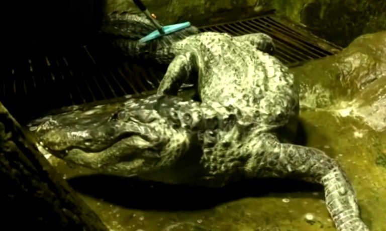Πέθανε ο Κρόνος! Ο θρυλικός “Σοβιετικός” αλιγάτορας που είχε… αποδράσει από τους Ναζί στο Βερολίνο (video)