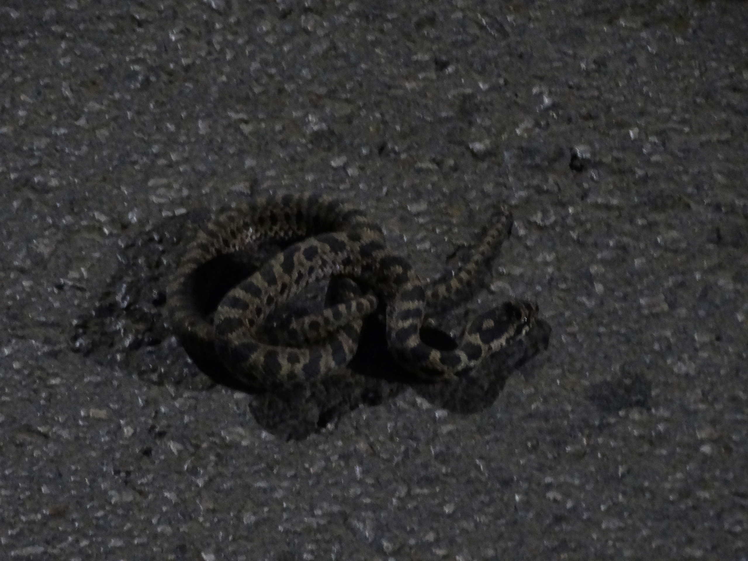 Λάρισα: Στη μέση του δρόμου αυτό το φίδι! Πλησίασαν και είδαν αυτές τις εικόνες (Φωτό)