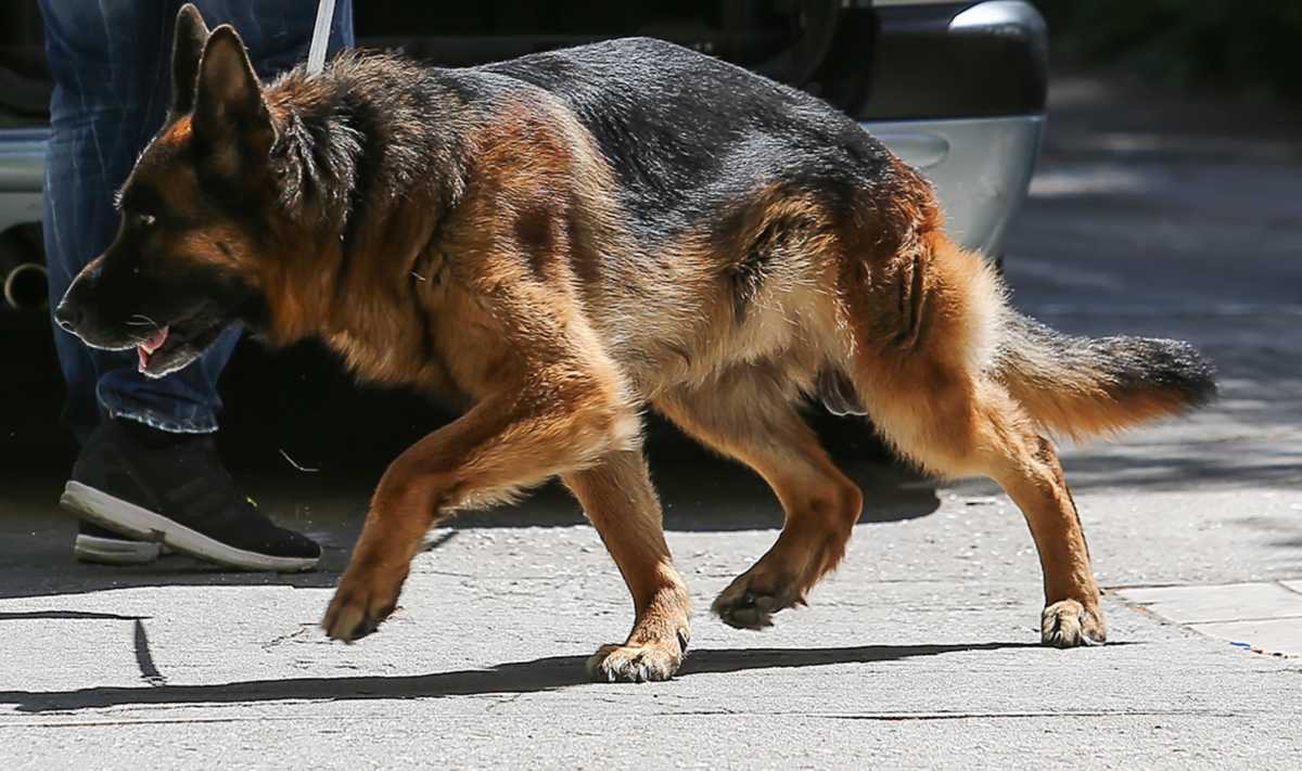 Πάτρα: Στον ανακριτή ο οδηγός που έσερνε αλυσοδεμένο λυκόσκυλο με το αυτοκίνητο