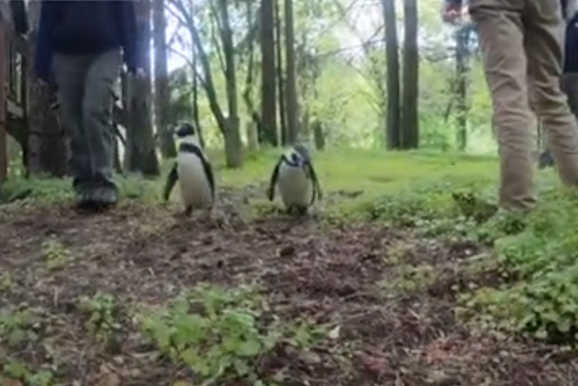 Η καραντίνα για τους πιγκουίνους του Όρεγκον