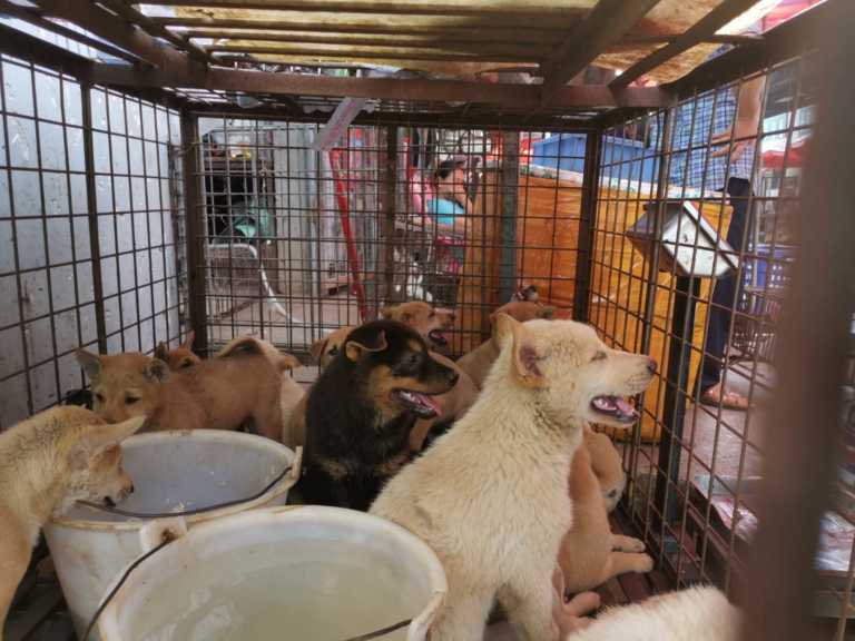 Κίνα: Ξεκίνησε το ετήσιο φεστιβάλ κατανάλωσης… σκύλων! (pic, video)