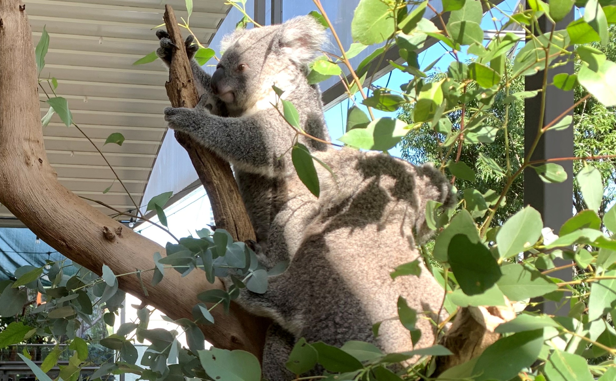 Αυστραλία: Με εξαφάνιση απειλούνται τα κοάλα – “Τα εγγόνια μας δεν θα τα δούνε…”