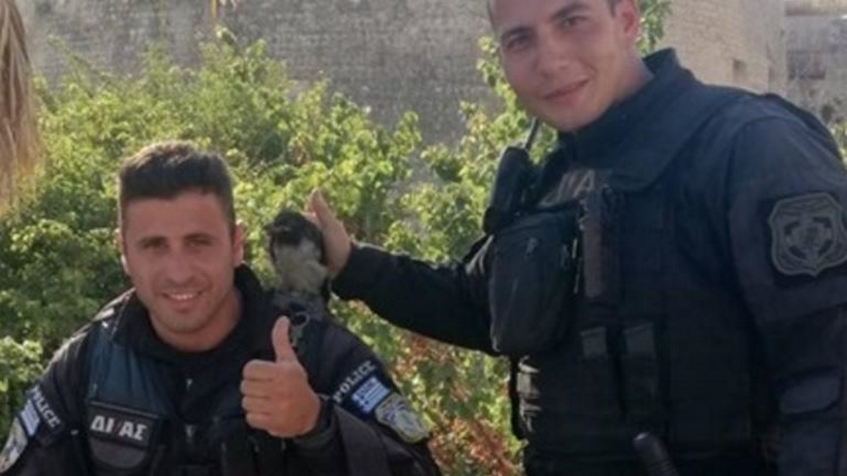 Αστυνομική επιχείρηση στην Κρήτη για να σώσουν… ένα κοράκι