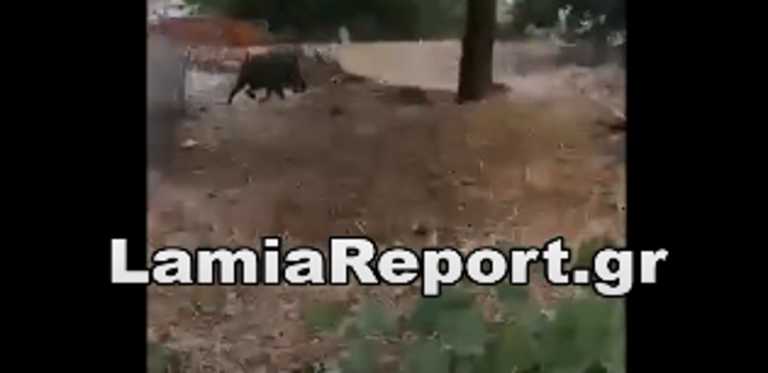 Μακρακώμη: Αγριογούρουνα κόβουν βόλτες στις αυλές (pics, video)