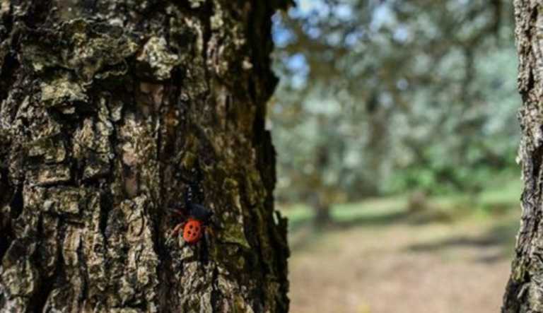 Αιτωλοακαρνανία: Πλησίασε τον κορμό του δέντρου και είδε αυτές τις εικόνες! Η έκπληξη και ο ενθουσιασμός (Φωτό)