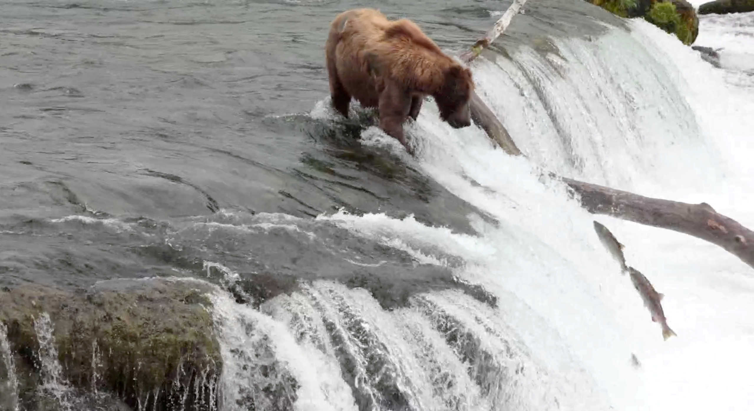 FILE PHOTO: Brown bear catches salmon in Katmai National Park in Alaska, U.S., July 31, 2019 in this still image obtained from a social media video. Samaritan's Purse