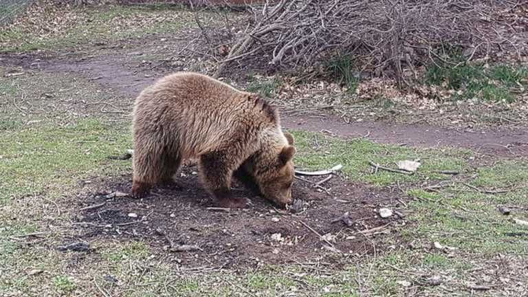 Καστοριά: Σε προχωρημένη σήψη αρκουδάκι κοντά στο γήπεδο της πόλης