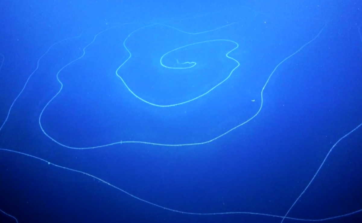 Απίστευτο! Επιστήμονες ανακάλυψαν στα βάθη της θάλασσας το μεγαλύτερο ζώο του κόσμου