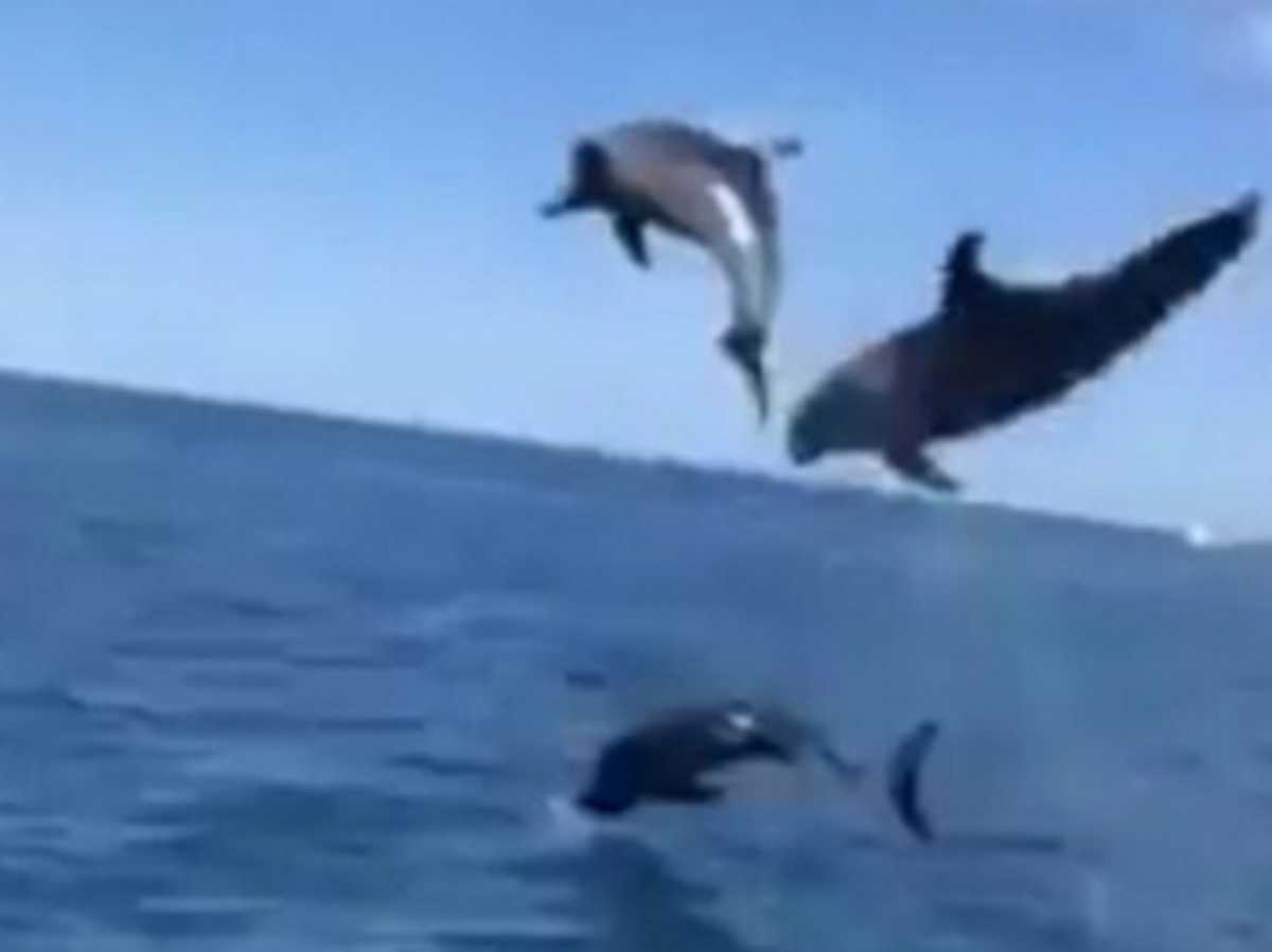 Μεσσηνία: Τα δελφίνια καθήλωσαν τους πάντες! Εκπληκτικές εικόνες στην Πύλο (Βίντεο)