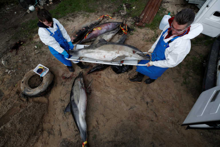 Νεκρά δελφίνια ξεβράζονται συνεχώς στις ακτές της Γαλλίας