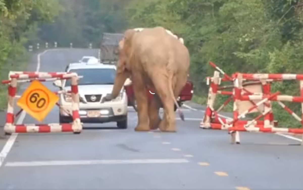 Ελέφαντας στήνει… μπλόκο στα αυτοκίνητα ψάχνοντας φαγητό!