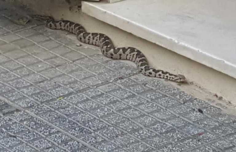 Αλεξανδρούπολη: Πλησίασαν και είδαν αυτό το φίδι έξω από το κατάστημα! Πως έφτασε στο σημείο η οχιά (Βίντεο)