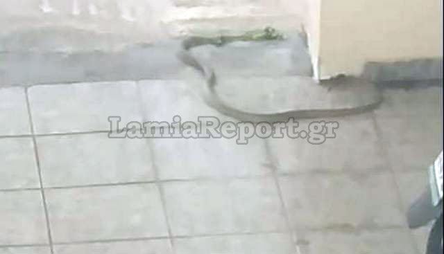 Μεγάλο φίδι σε πολυκατοικία στη Λαμία – “Έκοβε βόλτες στην πυλωτή” (pics, video)