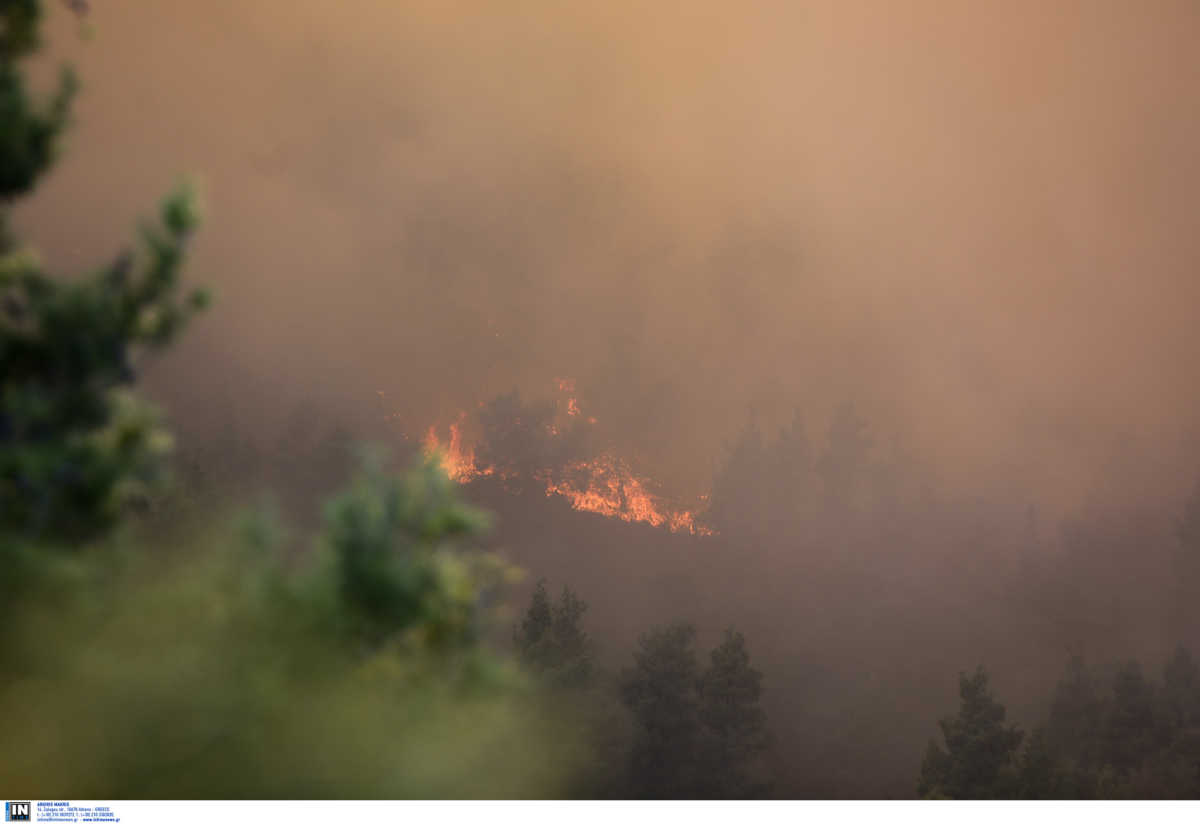 Ηλεία: Μεγάλη φωτιά σε δάσος! Ενισχύονται οι πυροσβεστικές δυνάμεις που επιχειρούν στο σημείο