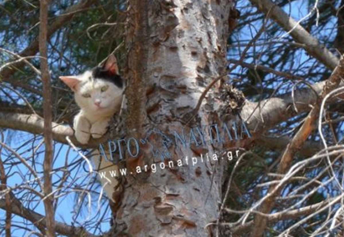 Αργολίδα: Κυνηγητό σκύλου και γάτας κατέληξε σε επέμβαση της πυροσβεστικής (pics, video)