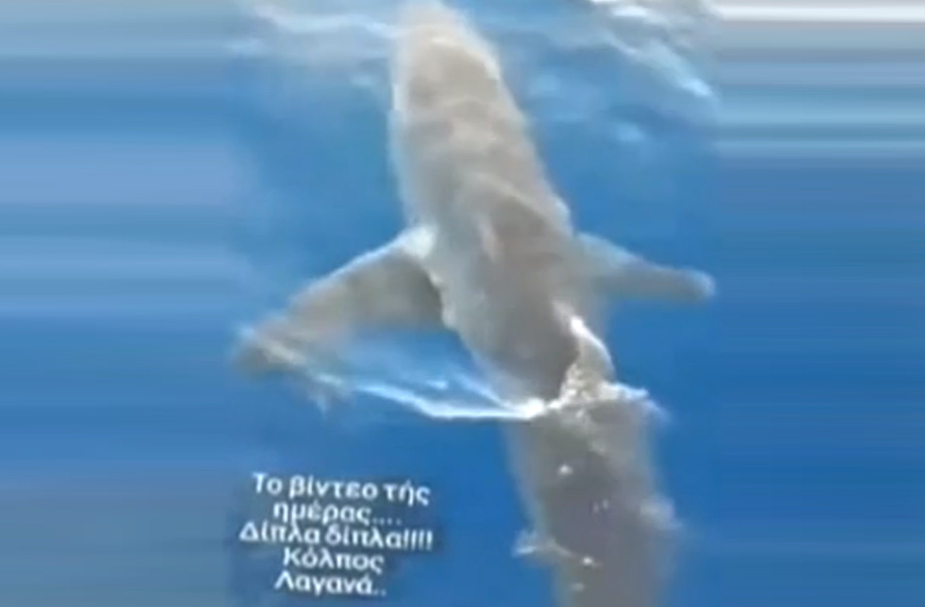 Ζάκυνθος: Μεγάλος καρχαρίας κάνει βόλτα στον κόλπο του Λαγανά – Απίστευτο βίντεο
