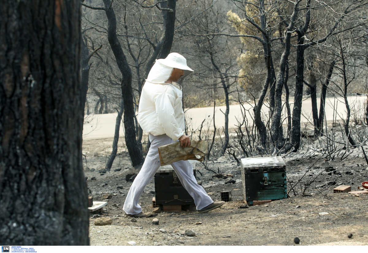 Καμπανάκι κινδύνου από 25.000 μελισσοκόμους της χώρας λόγω κορονοϊού