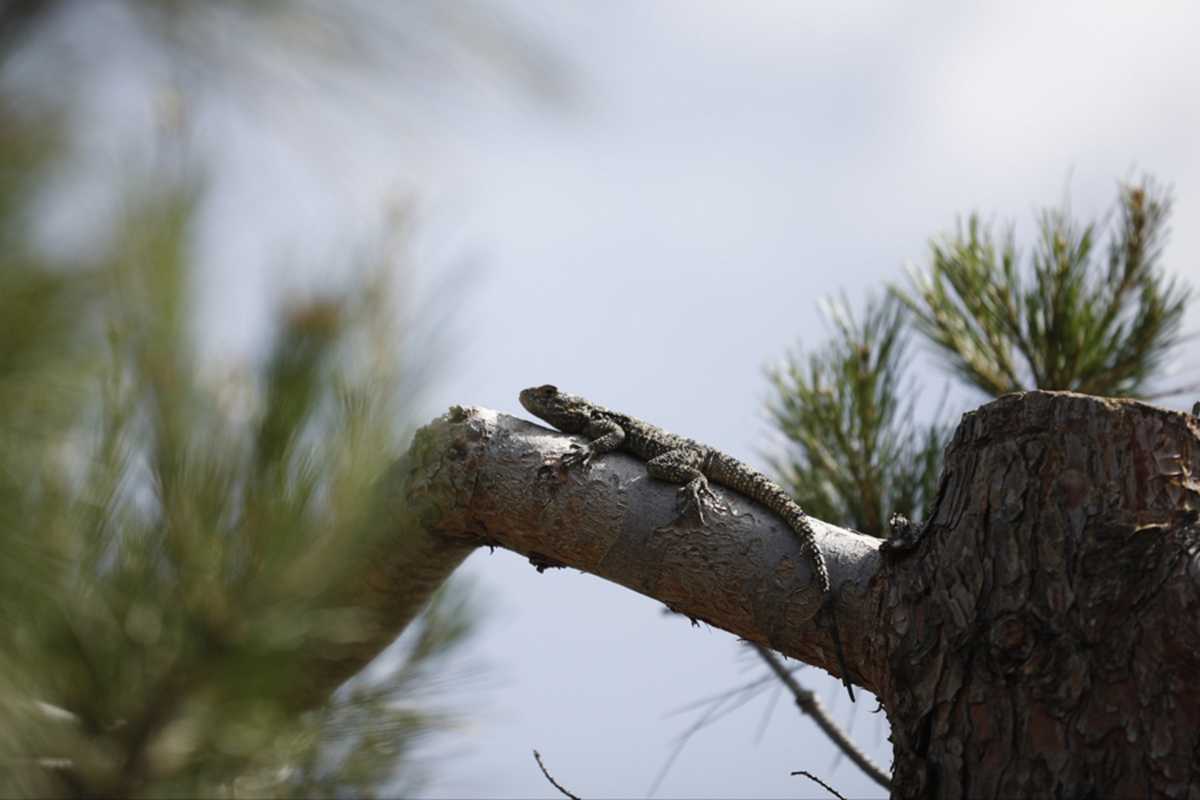 Θεσσαλονίκη: Το φλοιοφάγο έντομο σε ρόλο… διαχειριστή του Σέιχ Σου!