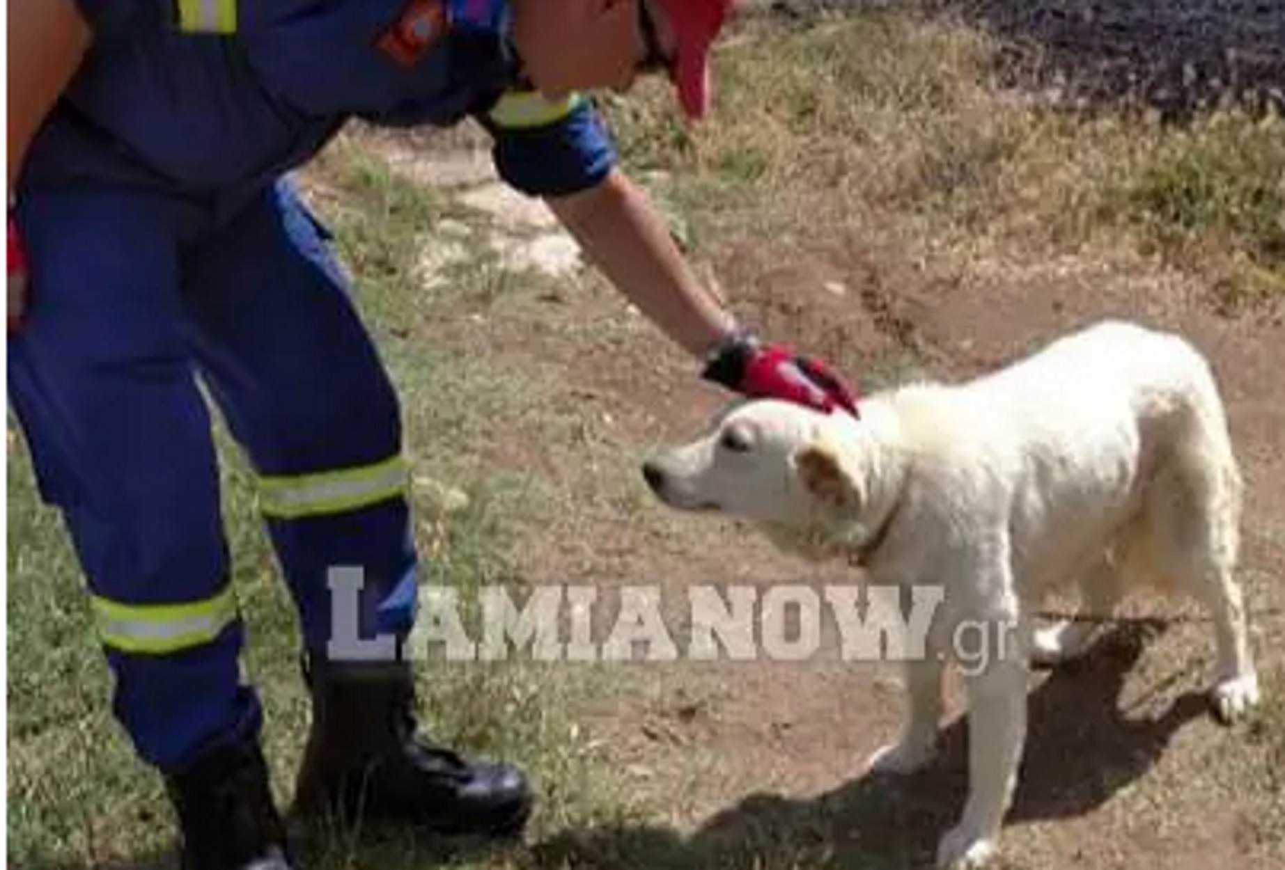 Λαμία: Πυροσβέστες πρόλαβαν τη φωτιά και έσωσαν σκύλο από βέβαιο θάνατο (pics)