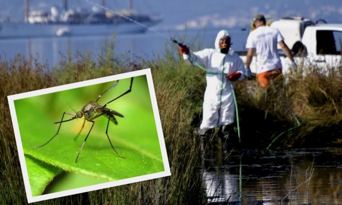Ιός του Δυτικού Νείλου και κουνούπια: Συμπτώματα και μέτρα προστασίας – Οδηγίες από τον ΕΟΔΥ