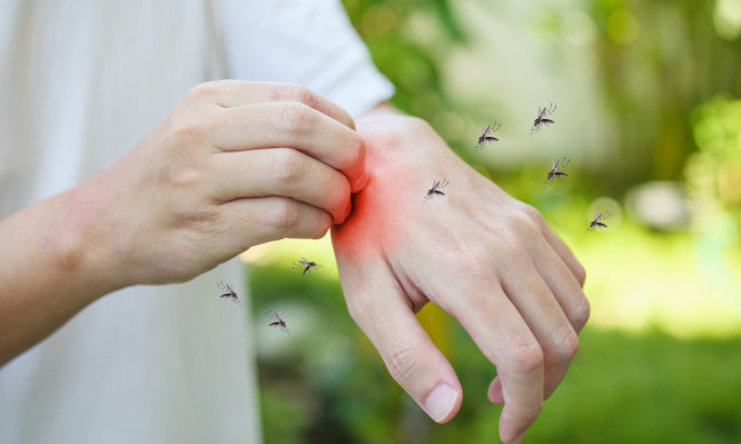 Κουνούπια: 7 επιστημονικά αποδεδειγμένοι τρόποι για να τα αποφύγετε