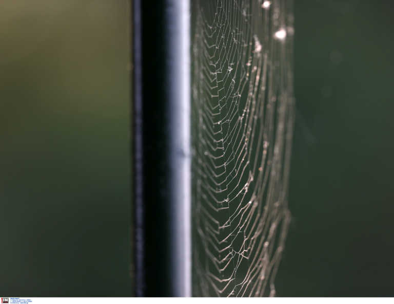 Τρόμος από τσιμπήματα αράχνης: Κινδύνευσαν βρέφος και μια γυναίκα από τη “μαύρη χήρα” (video)