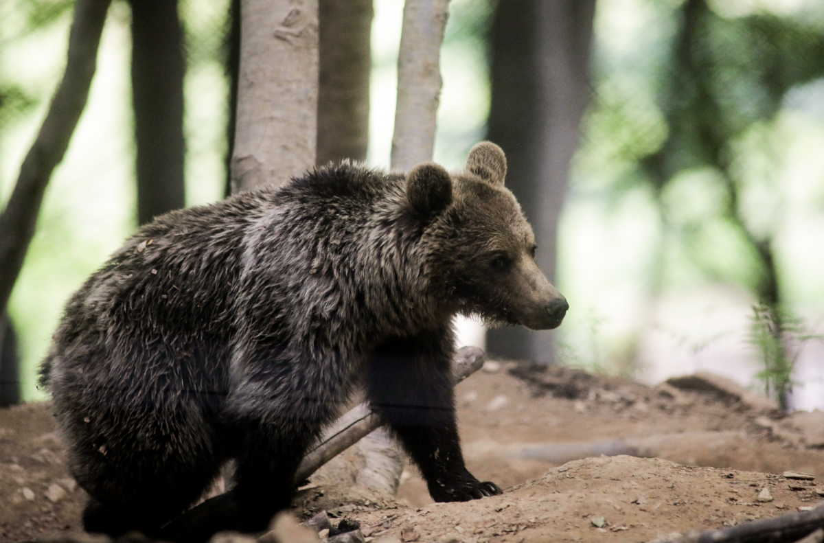 Καβάλα: Ανακοίνωση – προειδοποίηση για καφέ αρκούδα που κρύβεται και κυκλοφορεί ελεύθερη στο βουνό
