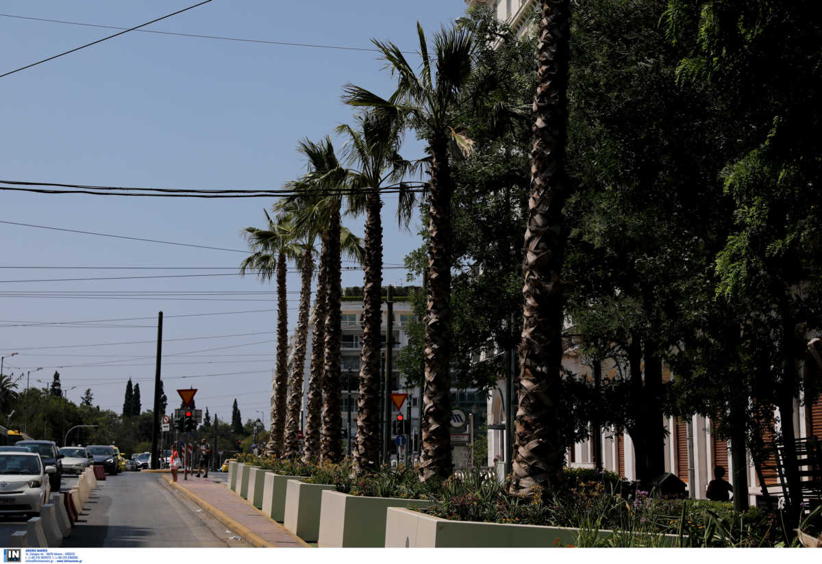 Οι φοίνικες της Ομόνοιας και οι ουασιγκτόνιες της Πανεπιστημίου – Εικόνες από το παρελθόν στο… μέλλον της Αθήνας