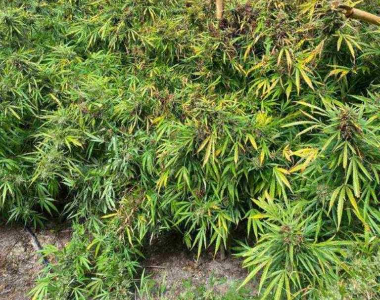 Φυτεία – μαμούθ με χιλιάδες χασισόδεντρα βρέθηκε στην Πρέβεζα – Ίσως η μεγαλύτερη που έχει βρεθεί ποτέ στην Ήπειρο