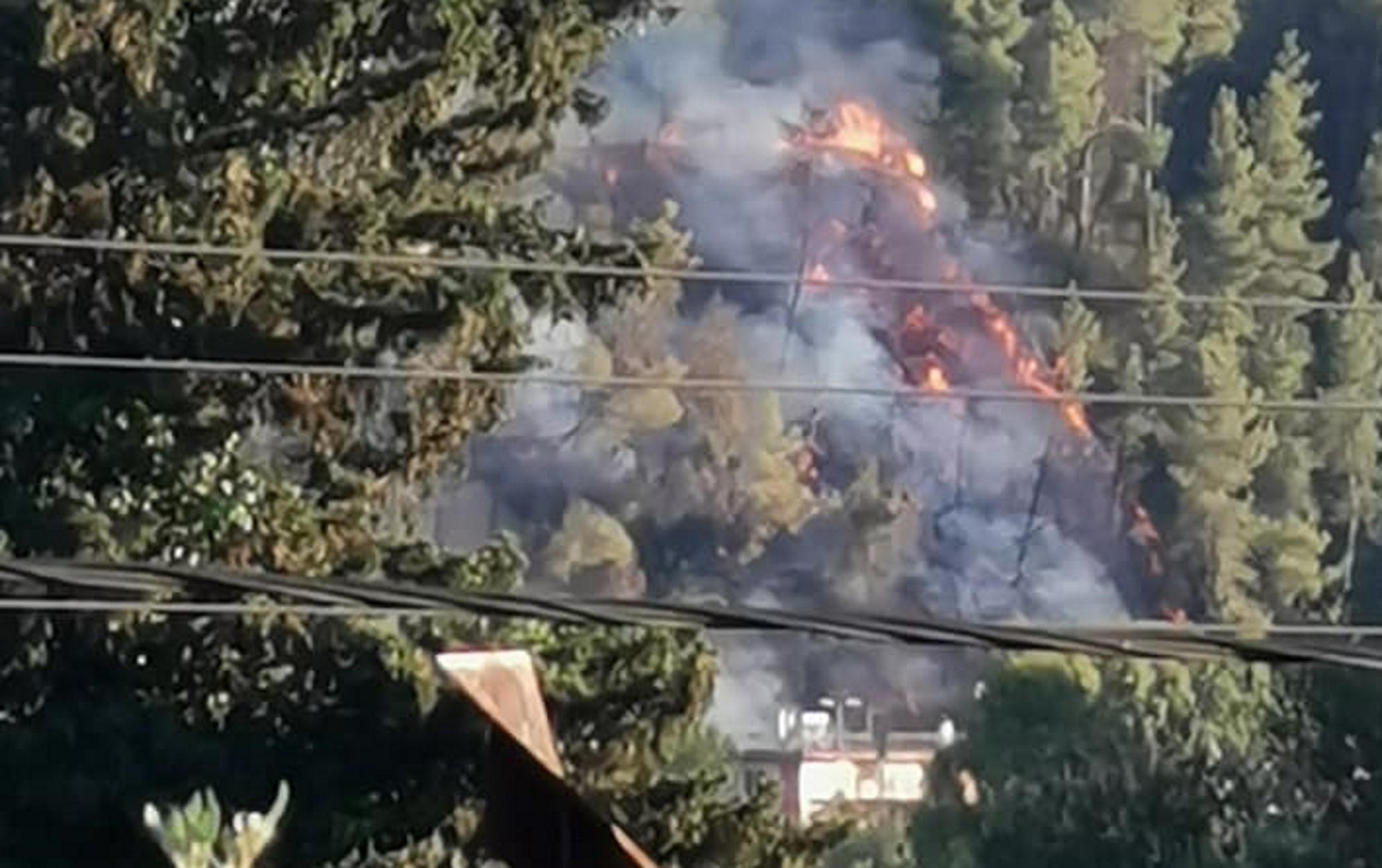 Φωτιές στην Ηλεία: Στις φλόγες δασική έκταση στα Καλυβάκια Κρεστένων – Σοκάρουν οι φωτογραφίες