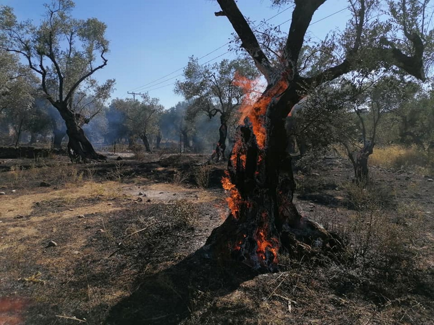 Συναγερμός στη Μόρια: Φωτιά στον ελαιώνα κοντά στο κέντρο υποδοχής προσφύγων (pics)