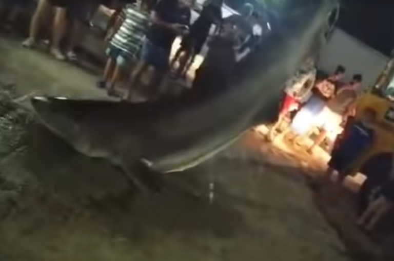 Πάτρα: Τεράστιος καρχαρίας έξω από τα νερά του – Ξεβράστηκε στα Αραχωβίτικα, τον έβγαλαν με γερανό 