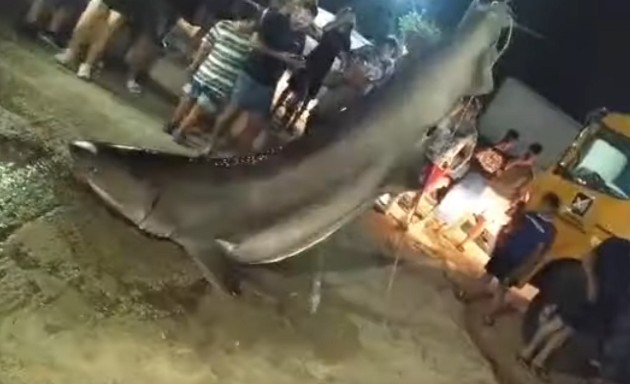 Πάτρα: Ένας καρχαρίας ασήκωτος! Οι ψαράδες φώναξαν γερανό για να τους βοηθήσει να τον σηκώσουν (Βίντεο)