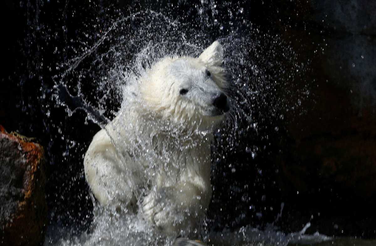 Young polar bear Finja cools off during a hot summer morning in its enclosure at Schoenbrunner Tiergarten zoo amid the coronavirus disease (COVID-19) outbreak in Vienna, Austria, July 14, 2020. REUTERS