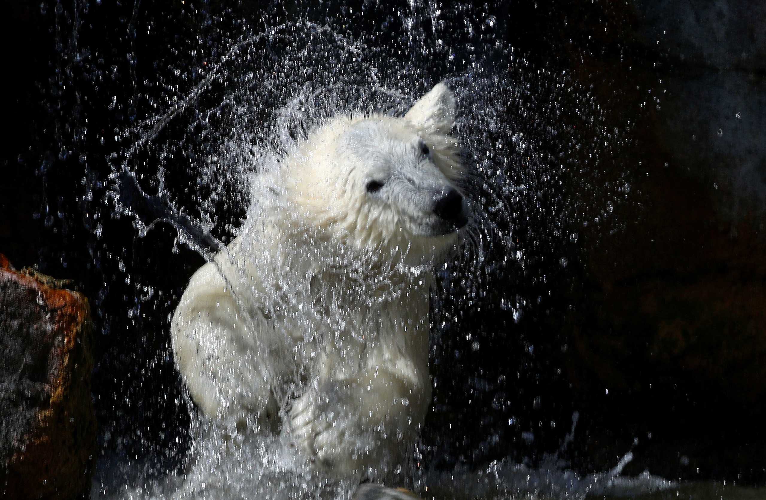 Οι πολικές αρκούδες απειλούνται με εξαφάνιση μέχρι το τέλος του αιώνα