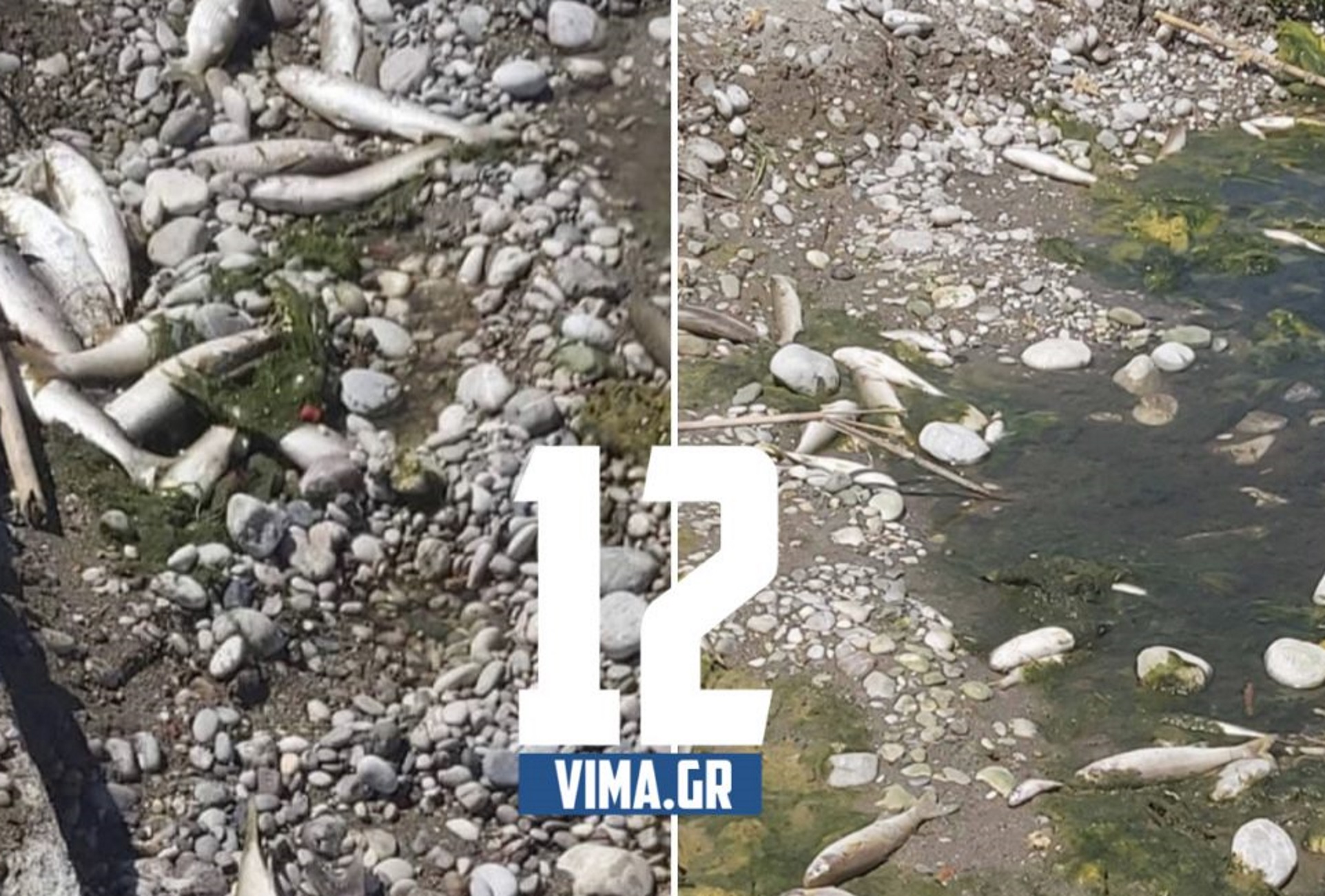 Ρόδος: Γέμισε νεκρά ψάρια η όχθη του ποταμού! Ελέγχουν το νερό για να διαπιστώσουν τι συνέβη (Βίντεο)
