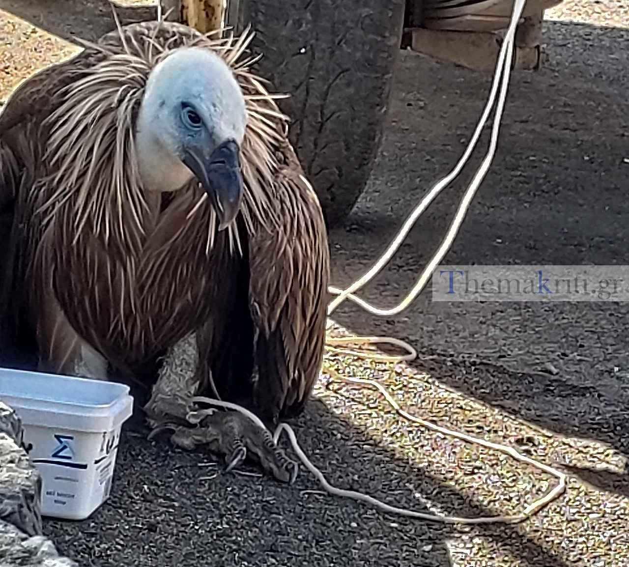 Κρήτη: Οι ψαράδες έπαθαν την πλάκα της ζωής τους! Δείτε πως επέστρεψαν στη στεριά (Φωτό)