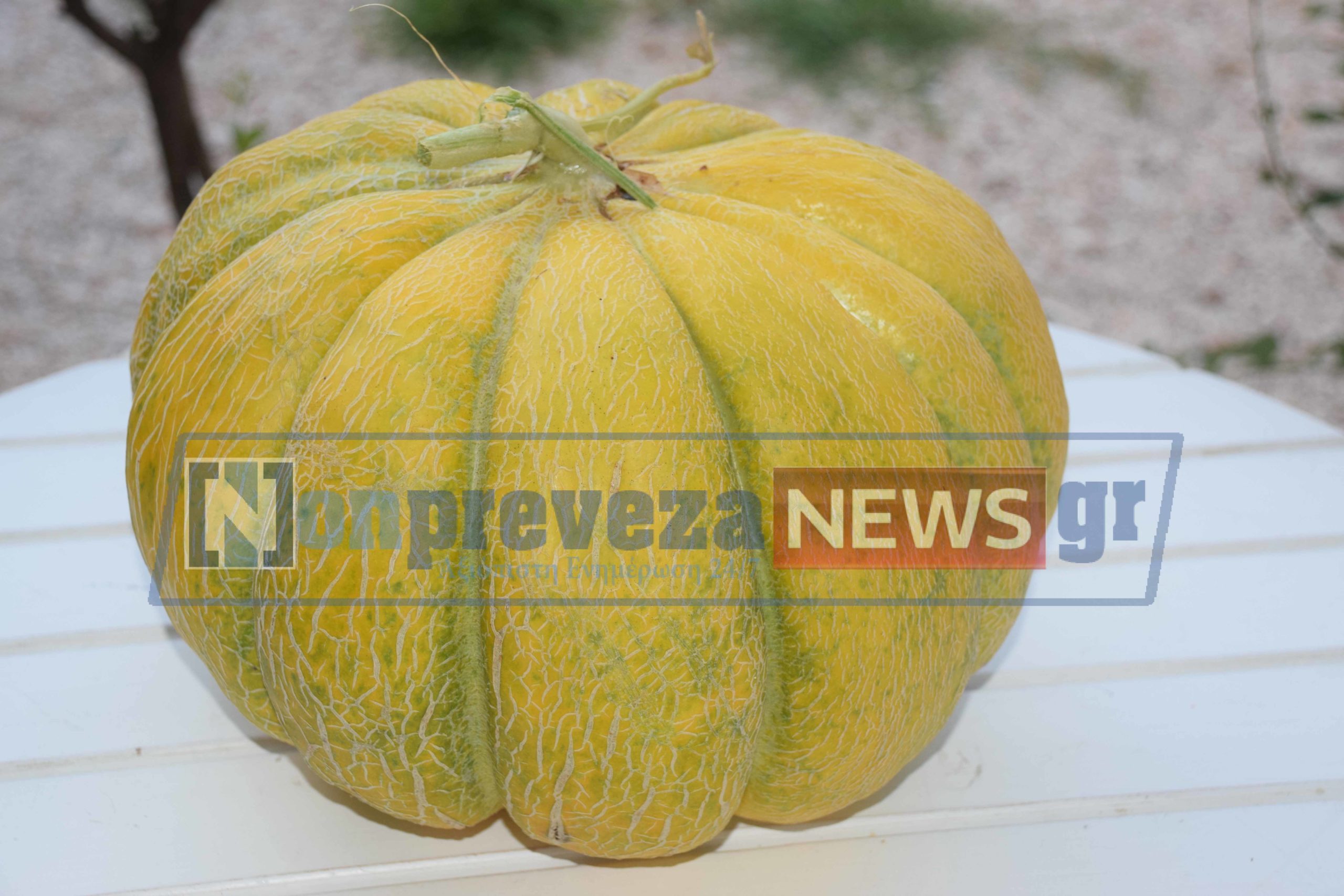 Πεπόνι – γίγας 8,2 κιλών στην Πρέβεζα (pics)