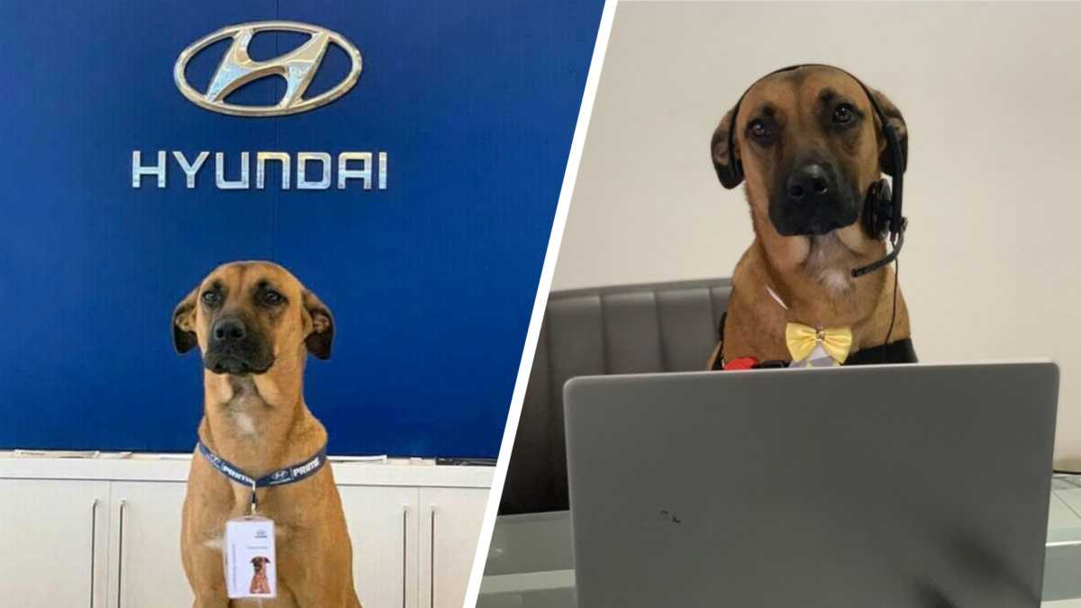 Σκύλος βρίσκει δουλειά σε αντιπροσωπεία αυτοκινήτων