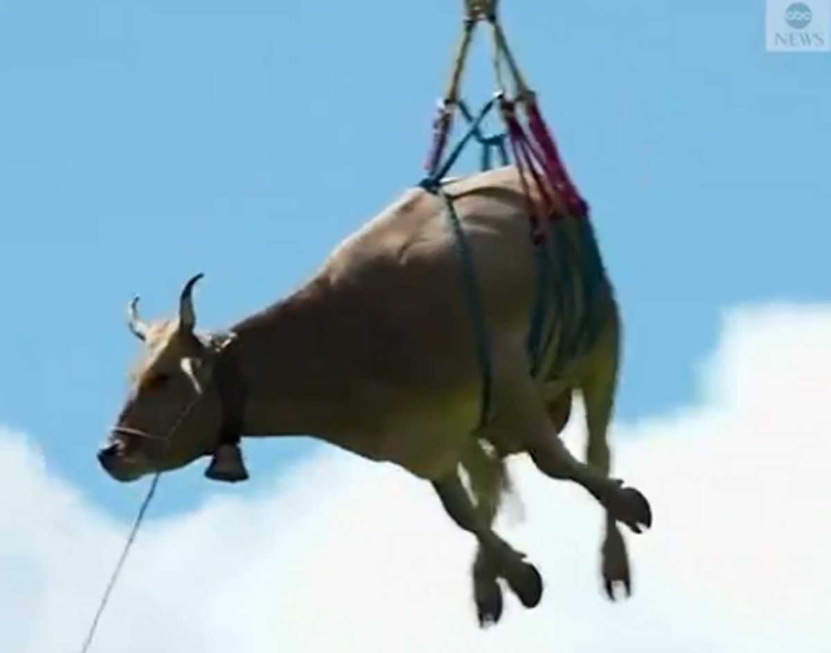 Αγελάδες… στον αέρα! Τι συμβαίνει στην Ελβετία (video)