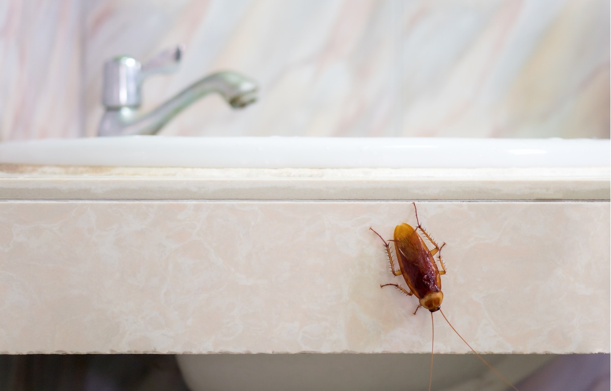 Γιατί μπορεί να έχετε κατσαρίδες στο σπίτι και τι να κάνετε